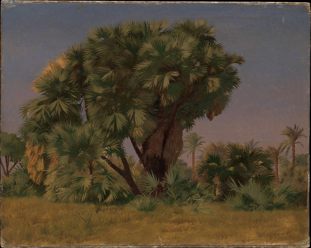 Study of Palm Trees, oil on canvas, laid down on board by Jean-Léon Gérôme