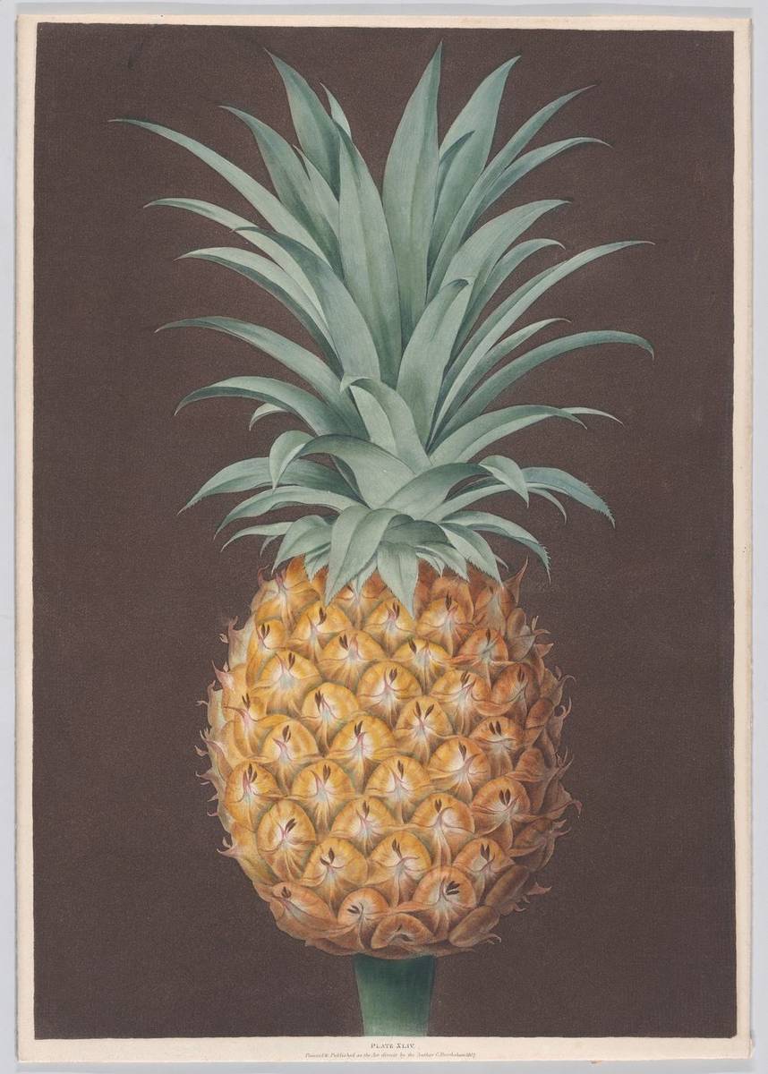 The Smooth Leaved Green Antigua Pine, aquatint and stipple, printed in color with hand coloring by George Brookshaw