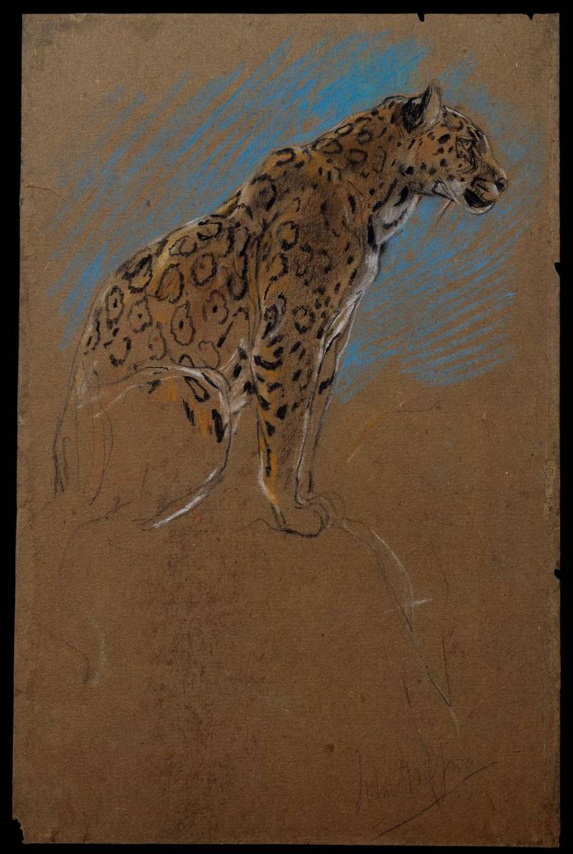 Study of a Jaguar, pastel by John Macallan Swan