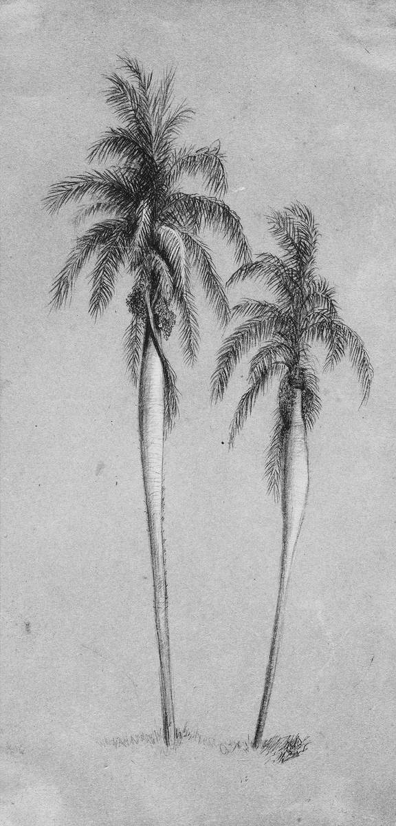 Two Palm Trees, graphite and gouache on brown wove paper by Elihu Vedder