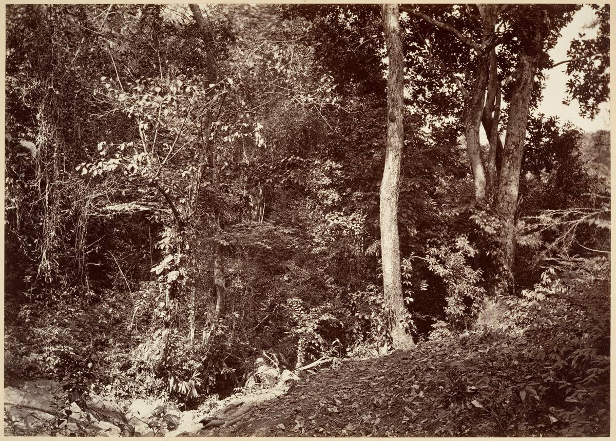 Tropical Scenery, View Near Chipigana, albumen silver print from glass negative by John Moran