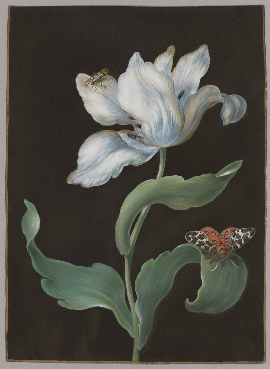 A tulip, a butterfly of the species Arctia caja (garden tiger moth), and a beetle (possibly a longhorn), opaque and transparent watercolor on parchment by Barbara Regina Dietzsch