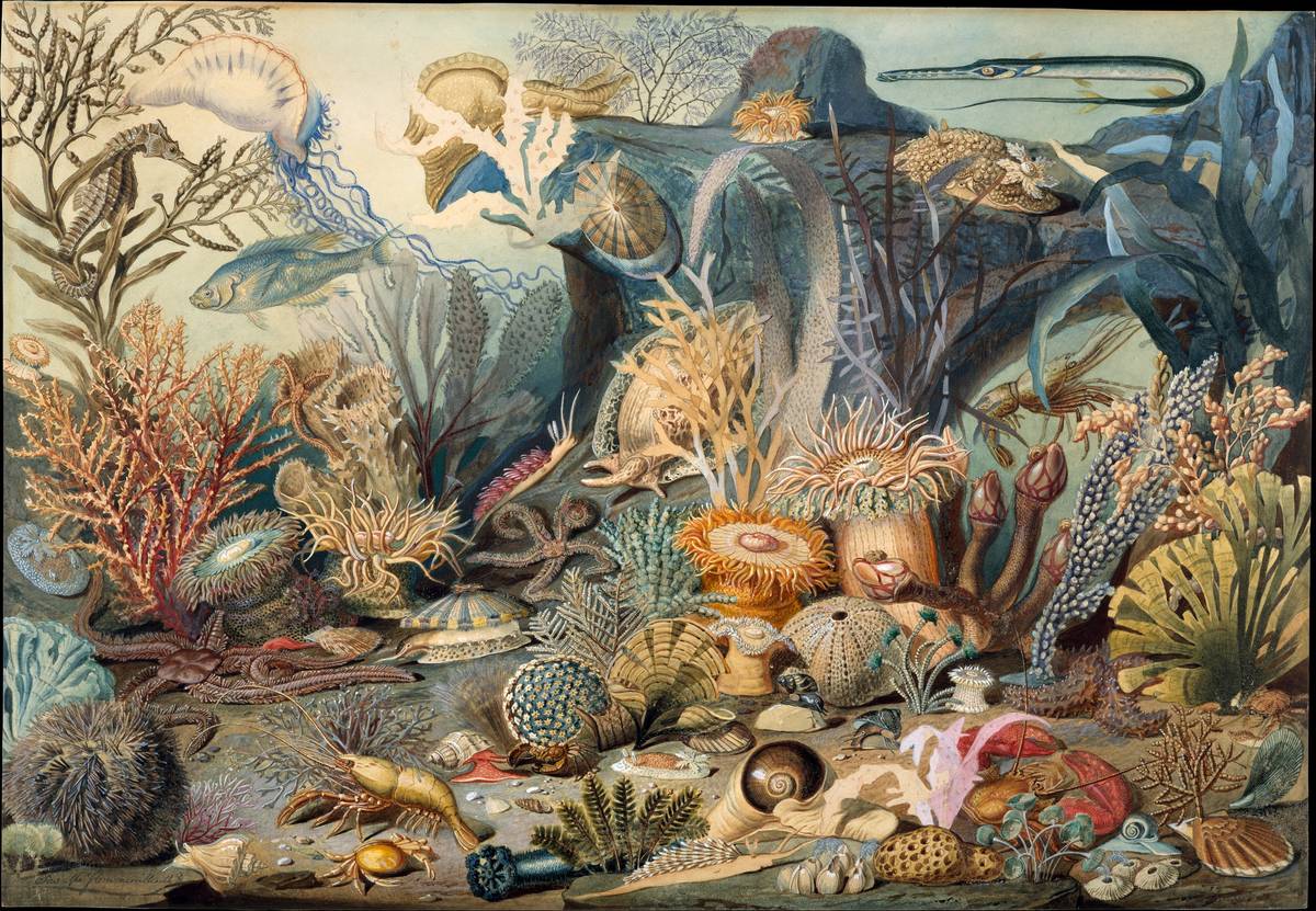 Ocean Life, watercolor, gouache, graphite, and gum arabic on off-white wove paper by James M. Sommerville